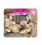 赤柴日記6（個別スタンプ：6）