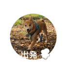 赤柴日記6（個別スタンプ：8）