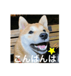 赤柴日記6（個別スタンプ：9）
