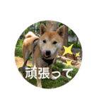 赤柴日記6（個別スタンプ：11）