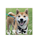 赤柴日記6（個別スタンプ：12）