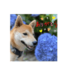 赤柴日記6（個別スタンプ：14）