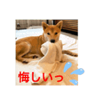 赤柴日記6（個別スタンプ：15）