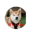 赤柴日記6（個別スタンプ：16）