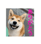 赤柴日記6（個別スタンプ：19）