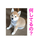 赤柴日記6（個別スタンプ：21）