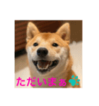 赤柴日記6（個別スタンプ：22）