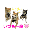 仲良し柴ちゃんズ（個別スタンプ：1）