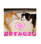 仲良し柴ちゃんズ（個別スタンプ：3）