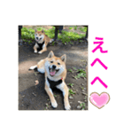 仲良し柴ちゃんズ（個別スタンプ：4）