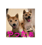 仲良し柴ちゃんズ（個別スタンプ：8）