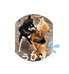 仲良し柴ちゃんズ（個別スタンプ：16）