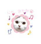 猫好きさん用『ななこ』フレームバージョン（個別スタンプ：7）