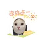 猫好きさん用『ななこ』フレームバージョン（個別スタンプ：8）