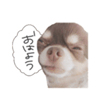 えんじぇるえーたんすたんぷ（個別スタンプ：1）