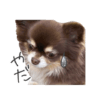 えんじぇるえーたんすたんぷ（個別スタンプ：4）