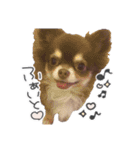 えんじぇるえーたんすたんぷ（個別スタンプ：6）