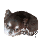 えんじぇるえーたんすたんぷ（個別スタンプ：15）
