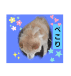 ぼくたちの生活（個別スタンプ：13）