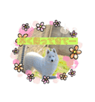 ハチャメチャもこ（個別スタンプ：3）