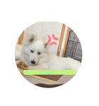 ハチャメチャもこ（個別スタンプ：9）