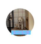 ハチャメチャもこ（個別スタンプ：16）