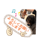 カバちゃんスタンプ（個別スタンプ：6）