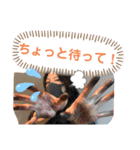 カバちゃんスタンプ（個別スタンプ：15）