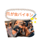 カバちゃんスタンプ（個別スタンプ：34）