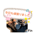 カバちゃんスタンプ（個別スタンプ：37）