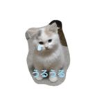 ネコの『ななこ』(子猫編)良く使う言葉（個別スタンプ：3）