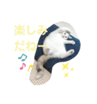 ネコの『ななこ』(子猫編)良く使う言葉（個別スタンプ：4）