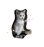 ネコの『ななこ』(子猫編)良く使う言葉（個別スタンプ：5）