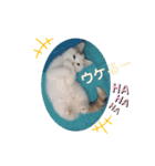ネコの『ななこ』(子猫編)良く使う言葉（個別スタンプ：6）