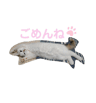 ネコの『ななこ』(子猫編)良く使う言葉（個別スタンプ：8）