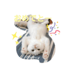 ネコの『ななこ』(子猫編)良く使う言葉（個別スタンプ：10）