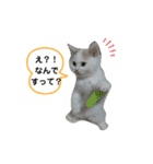 ネコの『ななこ』(子猫編)良く使う言葉（個別スタンプ：12）