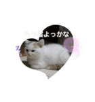 ネコの『ななこ』(子猫編)良く使う言葉（個別スタンプ：13）