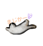 ネコの『ななこ』(子猫編)良く使う言葉（個別スタンプ：14）
