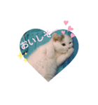 ネコの『ななこ』(子猫編)良く使う言葉（個別スタンプ：15）