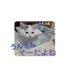 ネコの『ななこ』(子猫編)良く使う言葉（個別スタンプ：16）