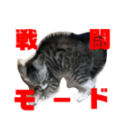 はまちまたいが3（個別スタンプ：8）