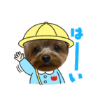 ヨーキー♡みみ（個別スタンプ：16）