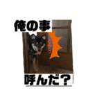 わが家のベルさん（個別スタンプ：4）