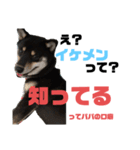 わが家のベルさん（個別スタンプ：5）