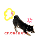 わが家のベルさん（個別スタンプ：6）