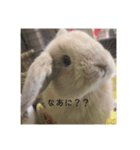 うさぎのこむぎこ（個別スタンプ：2）