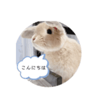うさぎのこむぎこ（個別スタンプ：4）