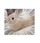 うさぎのこむぎこ（個別スタンプ：5）