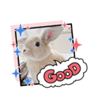 うさぎのこむぎこ（個別スタンプ：6）